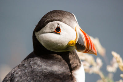 Close-up portrait of bird against blurred background