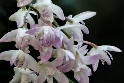 Close-up of raindrops on pink flowers