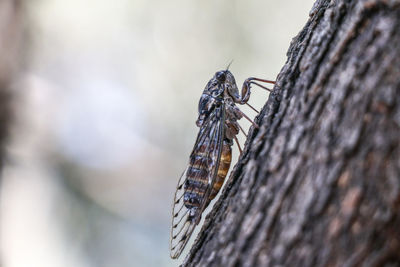 Close-up of insect on tree trunk