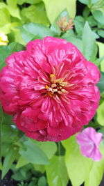 Close-up of pink flowering plant