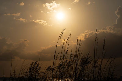 Low angle view of silhouette plants against sunset sky