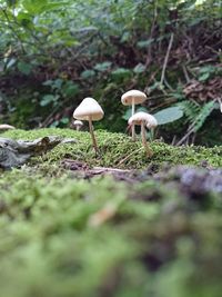 Close-up of mushroom