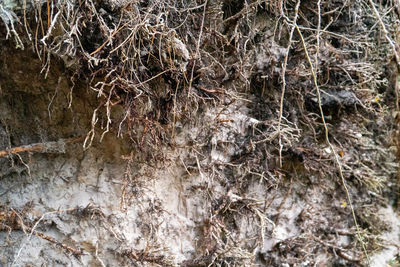 Full frame shot of tree trunk