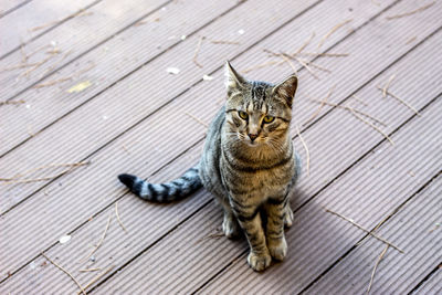 High angle portrait of tabby cat on wood
