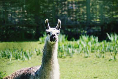 Portrait of an animal on land
