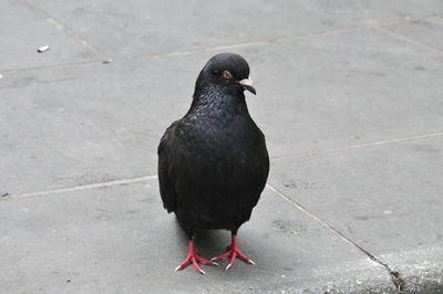 Close-up of bird perching on ground