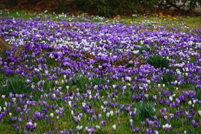 Close-up of purple flowering plants on field