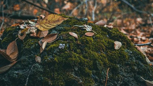 Close-up of mushroom growing in forest