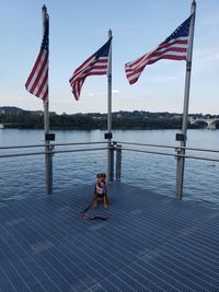 High angle view of dog on pier with american flags over river