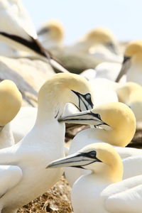 Flock of gannets at beach