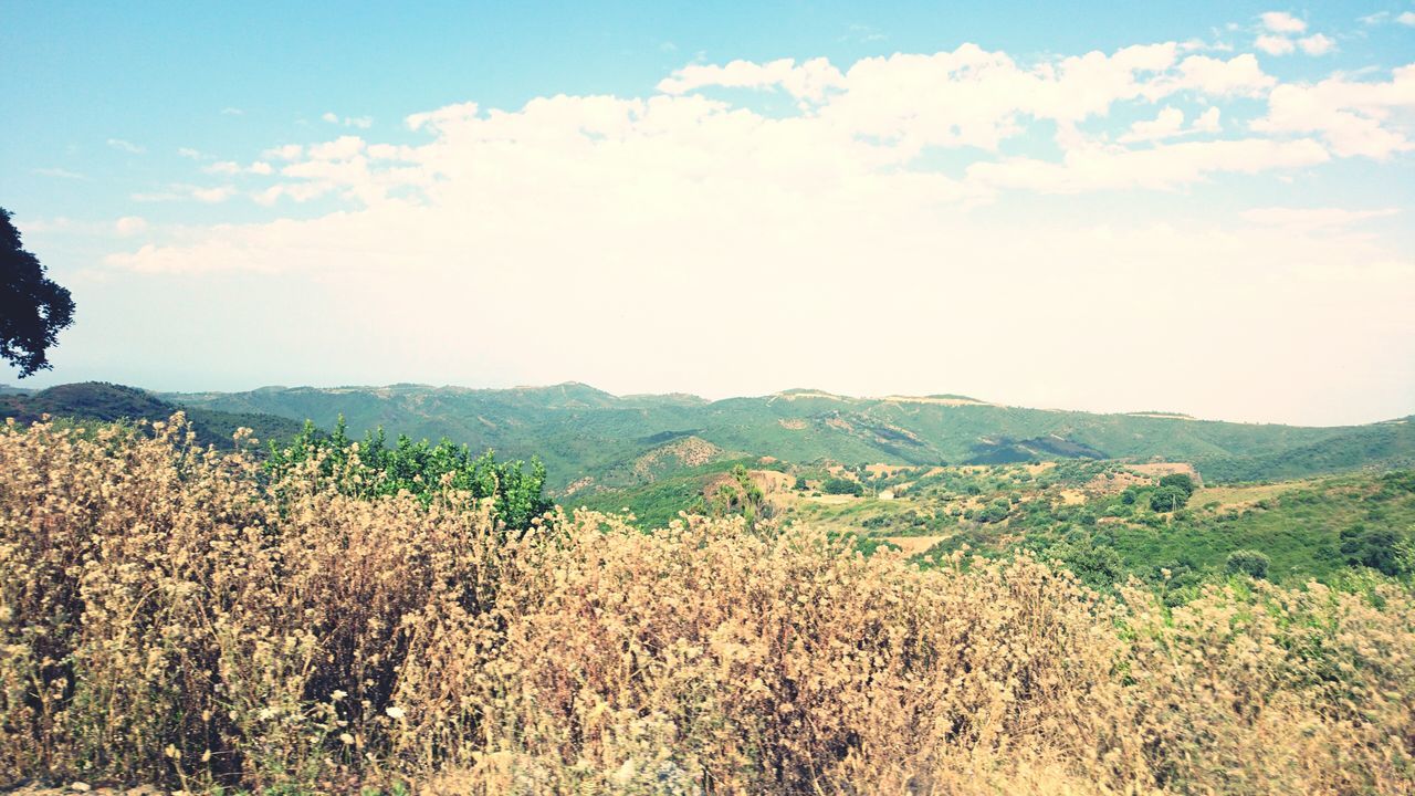 mountain, tranquil scene, sky, beauty in nature, landscape, tranquility, scenics, nature, growth, mountain range, plant, cloud - sky, non-urban scene, flower, field, idyllic, cloud, tree, day, outdoors