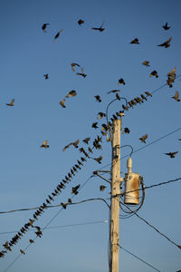 Starlings getting ready to migrate.