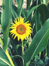 Close-up of yellow flower