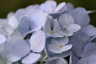 Close-up of purple flowering plant