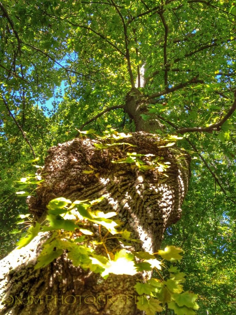 tree, growth, branch, green color, forest, tree trunk, nature, low angle view, tranquility, beauty in nature, sunlight, rock - object, leaf, plant, day, tranquil scene, outdoors, no people, lush foliage, scenics