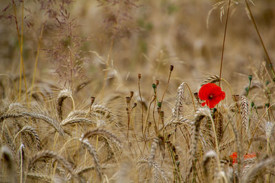 Close-up of wheat growing on field