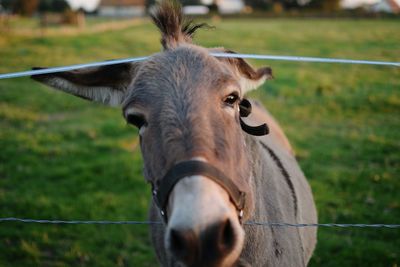 Portrait of horse on field