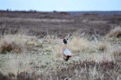 Bird in a field