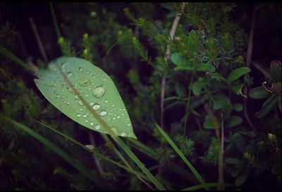 Close-up of water drops on plant