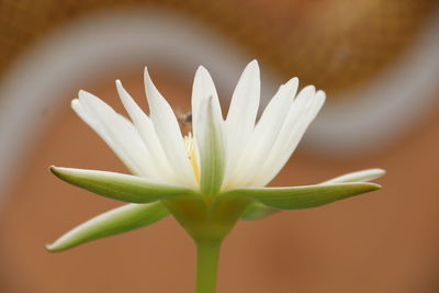 Close-up of white flowering plant