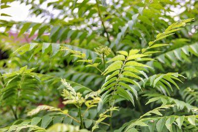 Close-up of fresh green plant