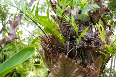 Close-up of fresh green plants