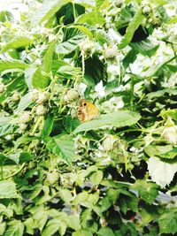 Close-up of insect perching on plant