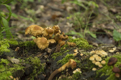 Close-up of mushrooms growing on ground