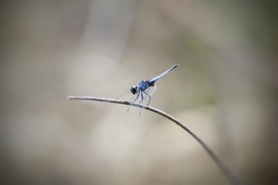 Close-up of grasshopper