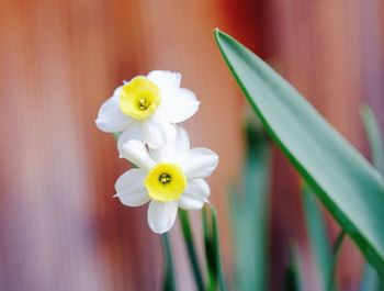 Close-up of white flower