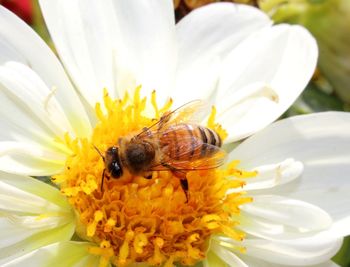 Close-up of bee on yellow flower