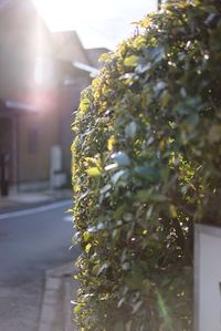 Close-up of plant on road
