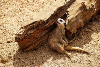 Close-up of lizard on sand
