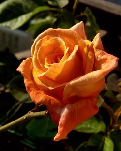 Close-up of orange flower blooming outdoors