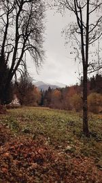 Trees growing on field against sky during autumn