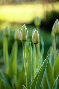 Close-up of flowering plant on field