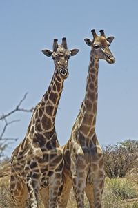View of giraffe against clear sky