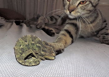 Close-up of cat sleeping