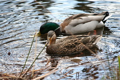 Close-up of mallard duck swimming in lake