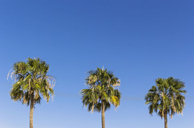 Low angle view of coconut palm trees against clear blue sky