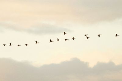 Low angle view of birds flying in sky