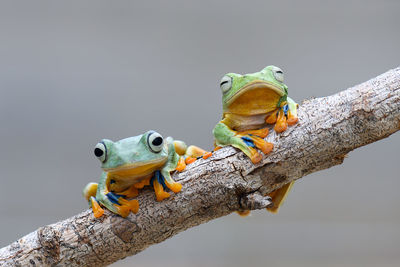 Close-up of frog on branch