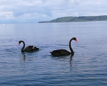 Swans swimming in lake against sky