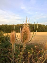 Close-up of cactus plant on field against sky