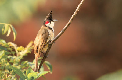 Bulbul perching on stick