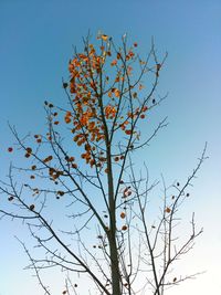 Low angle view of tree against clear blue sky