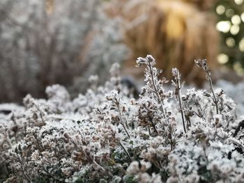 Close-up of frozen plants on land