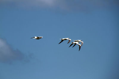 Low angle view of birds flying in sky