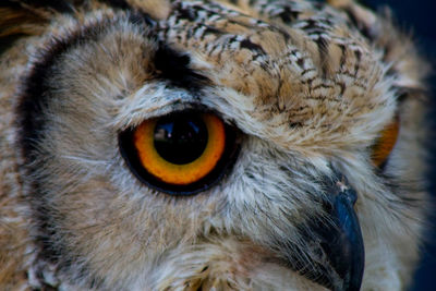 Close-up of owl