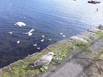 High angle view of seagulls flying over sea